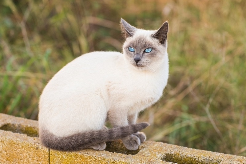 blue point siamese cat_Shutterstock_Tatiana Chekryzhova