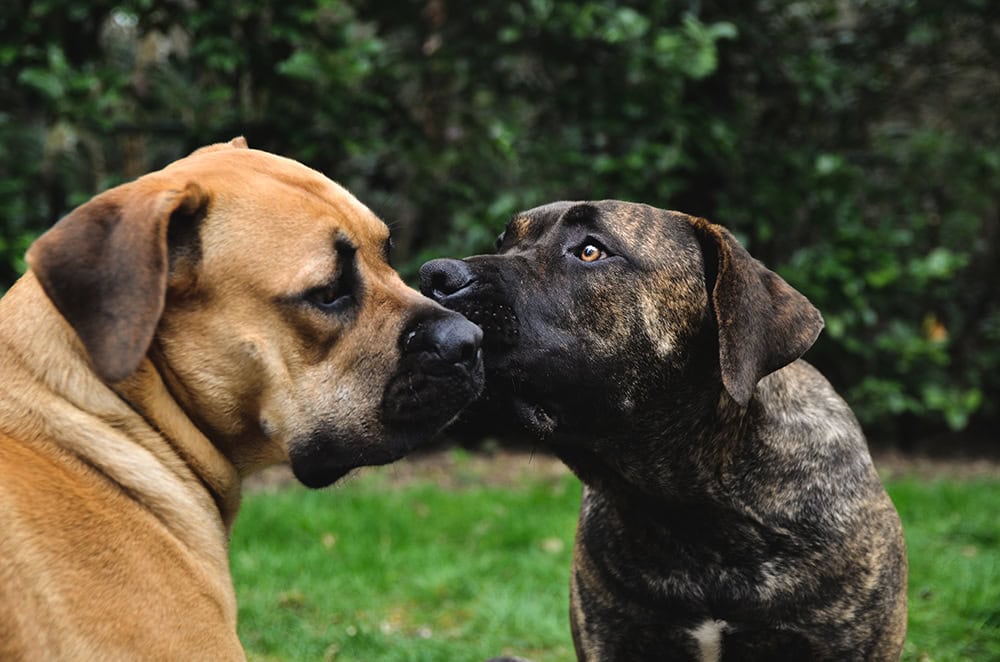 Boerboel dogs licking each other