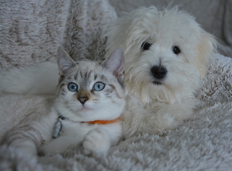cat and dog_JackieLou DL_Pixabay