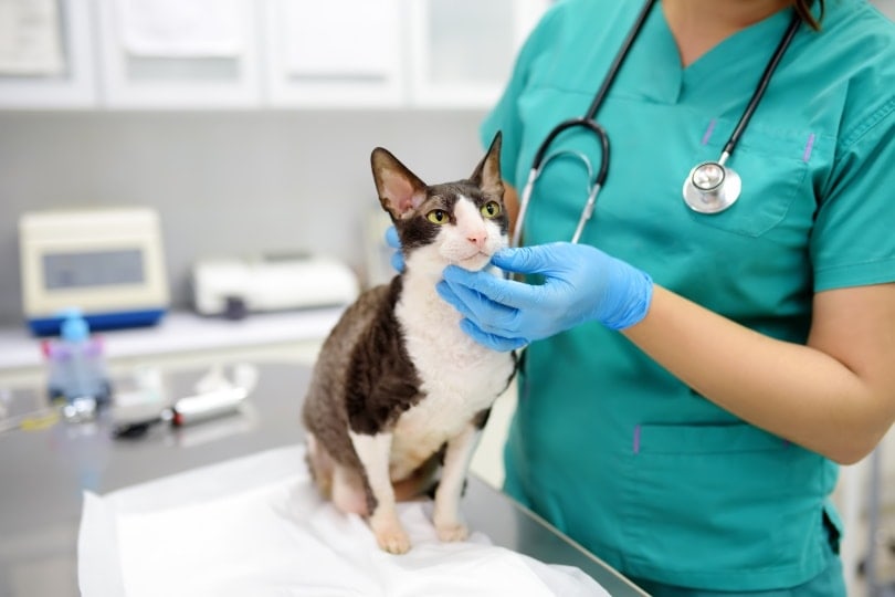 cat and vet