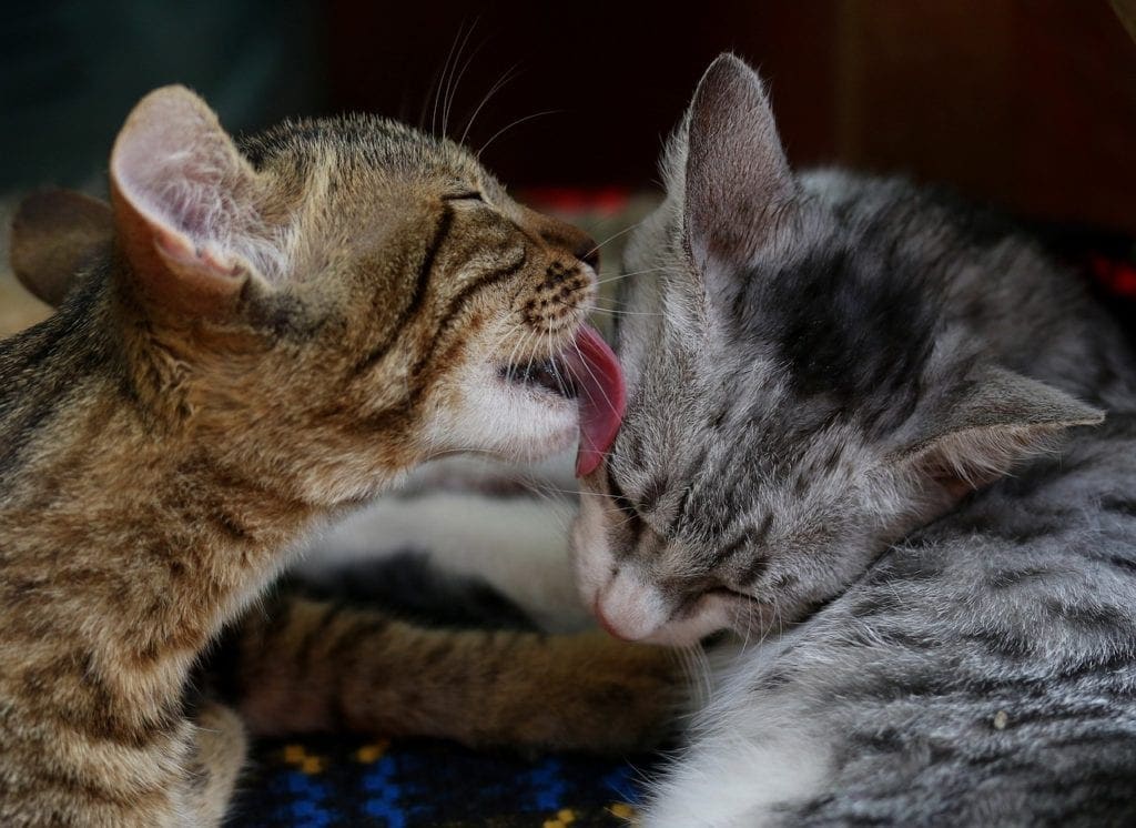 cat-licking-another-cat-pixabay