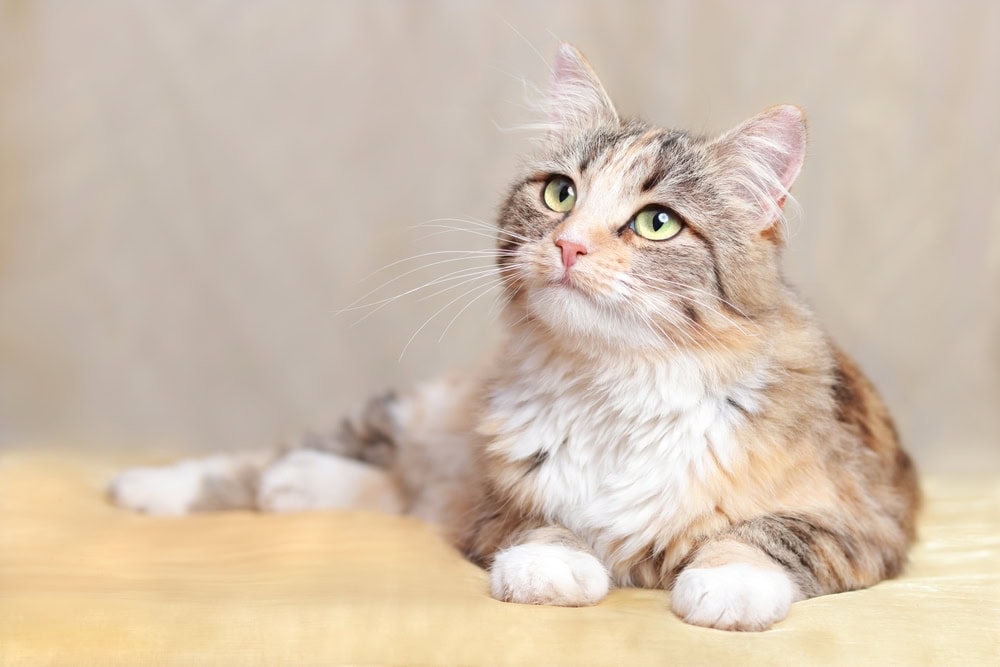 cat lying on a beautiful background