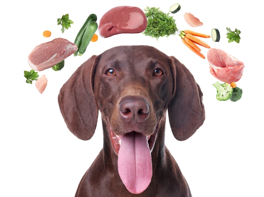 Chocolate lab with vegetables and meat