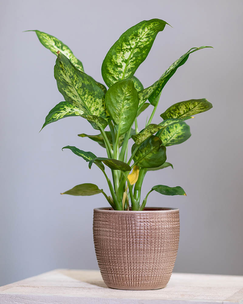 Dumb cane in a pot