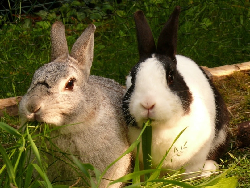dwarf rabbit eating