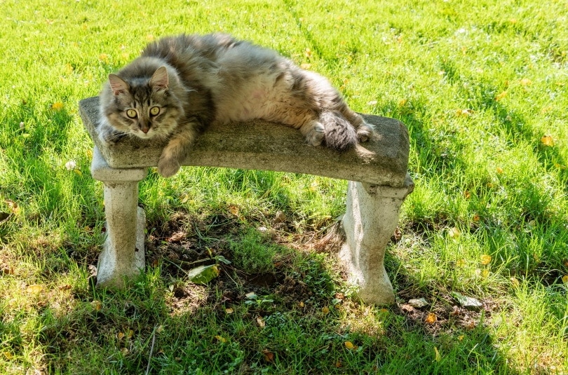 grey maine coon_Michelle Raponi_Pixabay