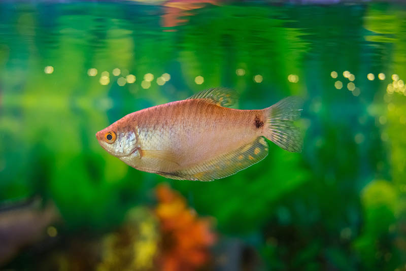 Honey Gourami in the water