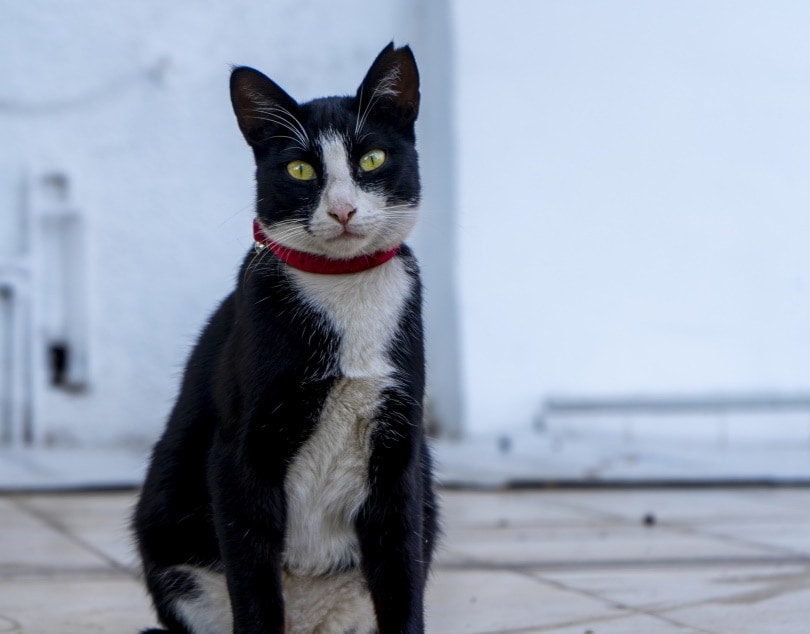 kitten with collar_Nicholas Demetriades_Pixabay