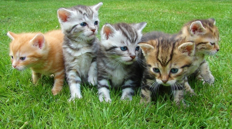 kittens in grass_Jan Mallander_Pixabay
