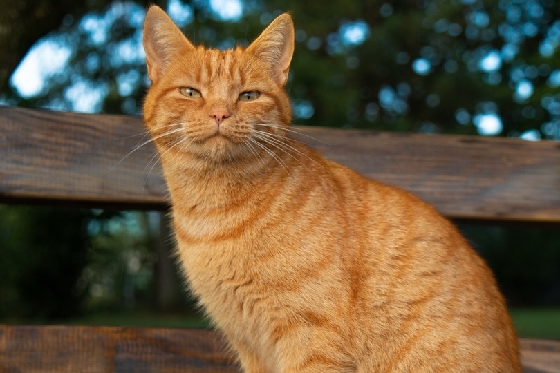 orange-cat_redwineandyou_shutterstock