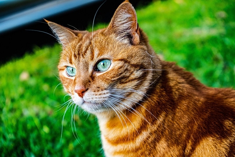 orange tiger cat tabby cat