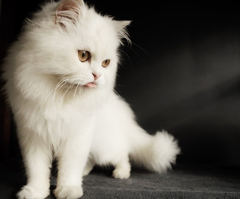 persian cat_Deedee86_Pixabay