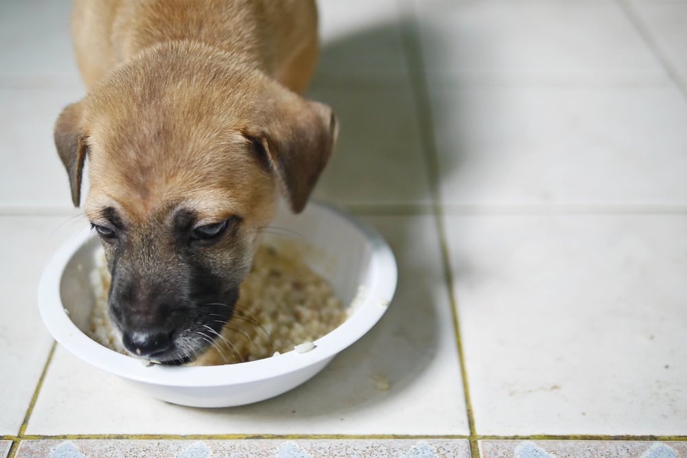 puppy eating rice porridge