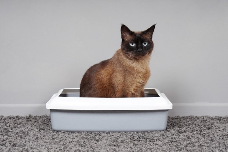 siamese cat _Axel Bueckert, Shutterstock