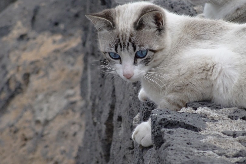 siamese lynx point cat_Michel Bertolotti_Pixabay