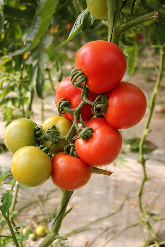 tomato plant