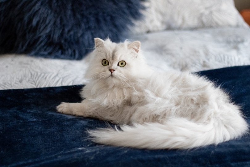white persian cat lying in blue carpet