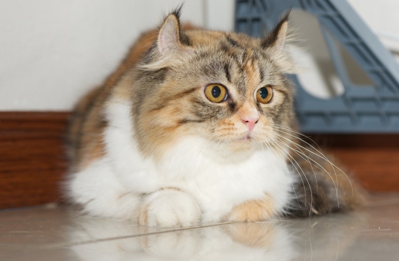 American curl cat