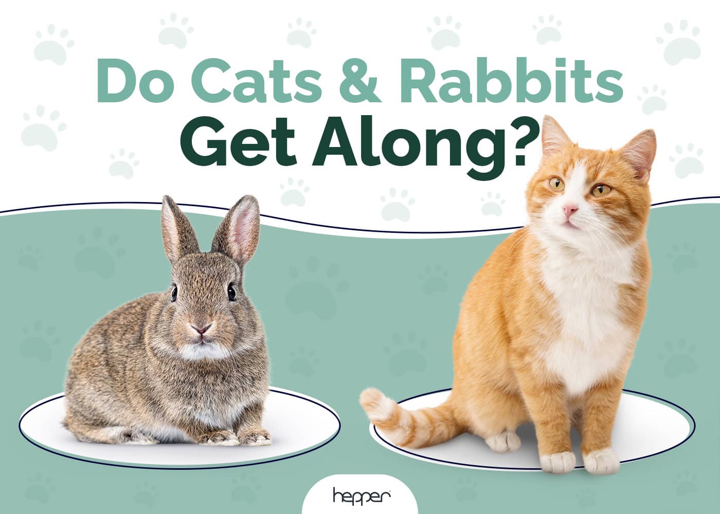 Do Cats and Rabbits Get Along