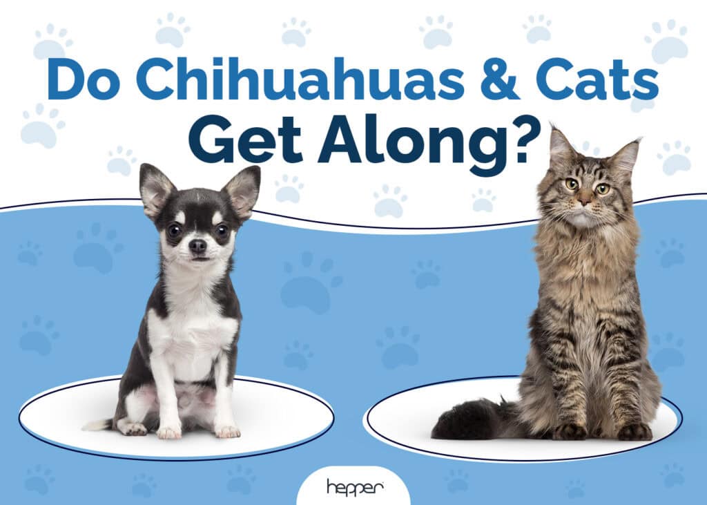 Do Chihuahuas and Cats Get Along