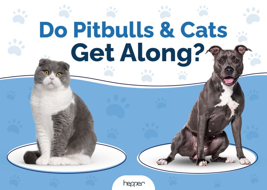 Do Pitbulls and Cats Get Along