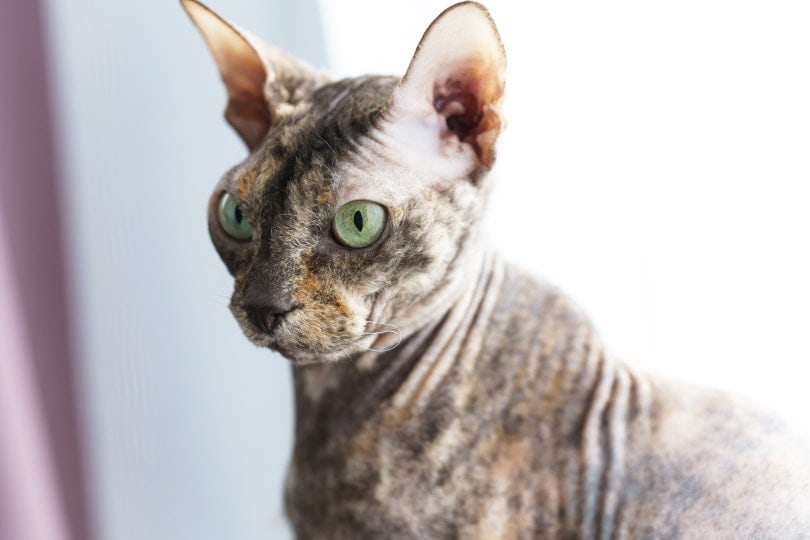Donskoy cat