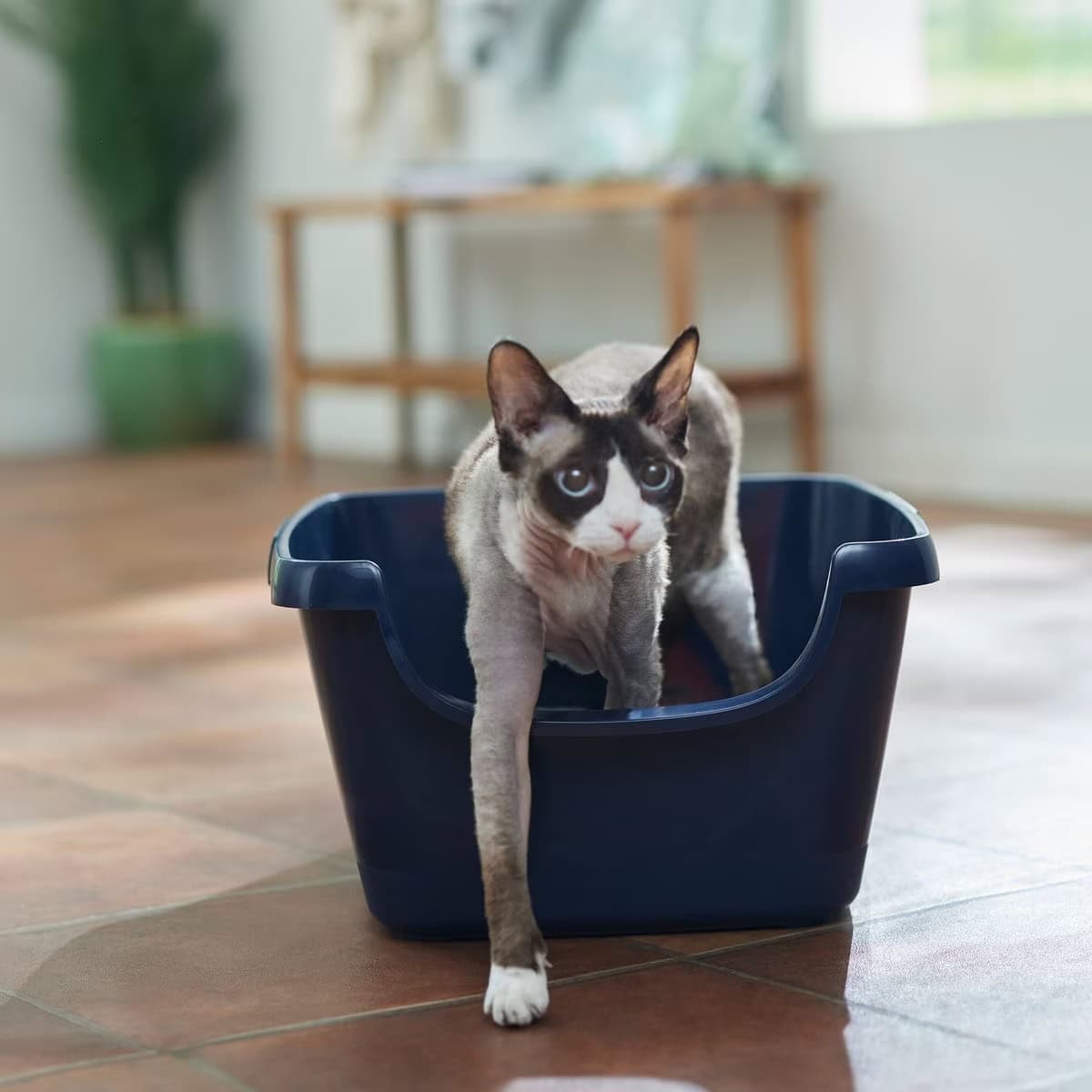 Frisco High Sided Cat Litter Box