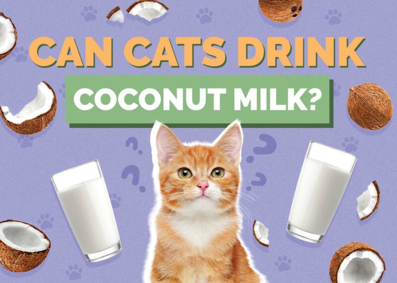 Hepper_Can Cats Drink_Coconut Milk 2024