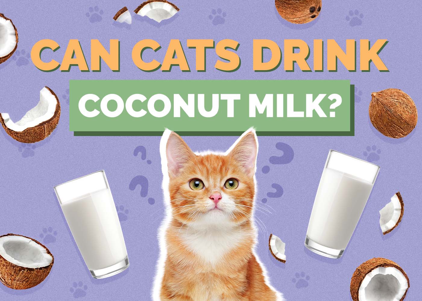 Hepper_Can Cats Drink_Coconut Milk 2024