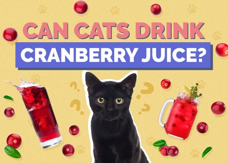 Hepper_Can Cats Drink_Cranberry Juice 2024