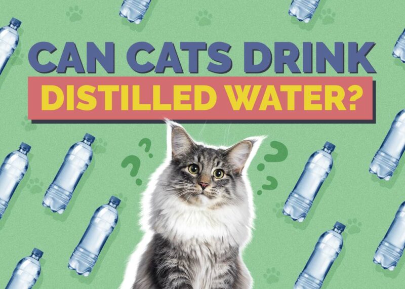 Hepper_Can Cats Drink_Distilled Water 2024