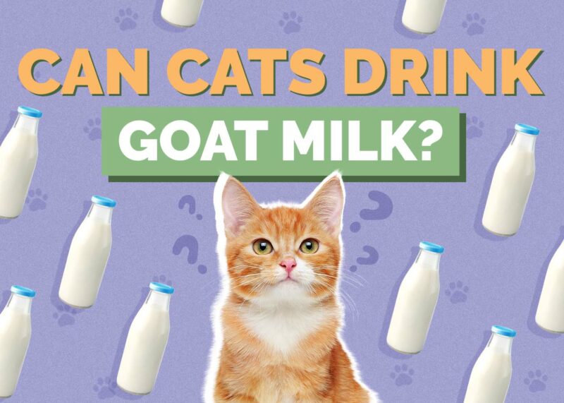 Hepper_Can Cats Drink_Goat Milk 2024