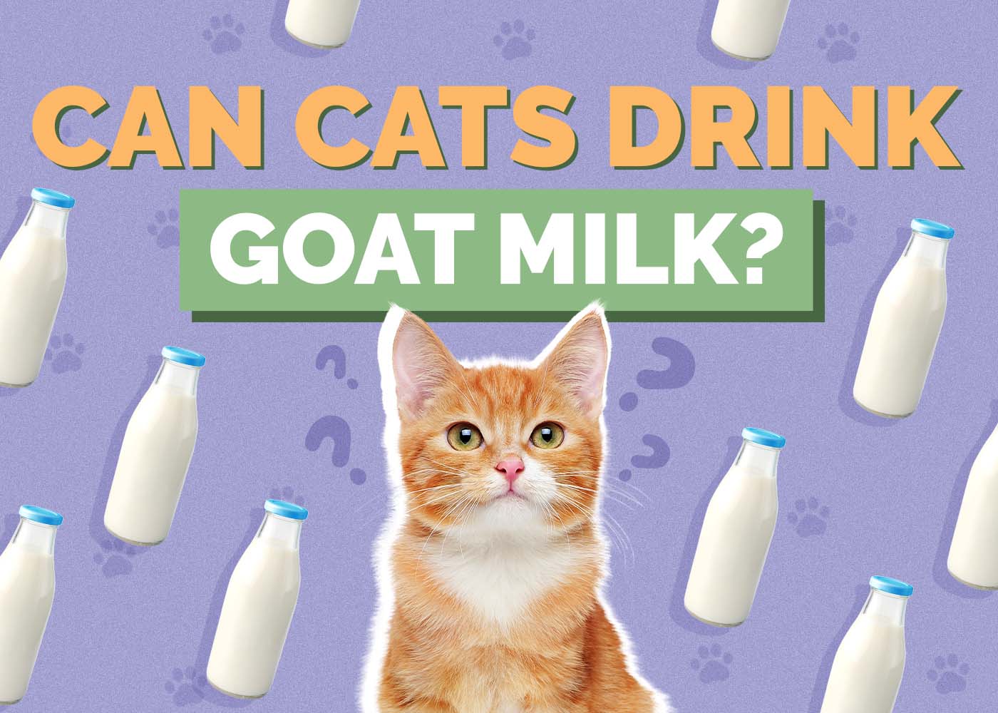 Hepper_Can Cats Drink_Goat Milk 2024