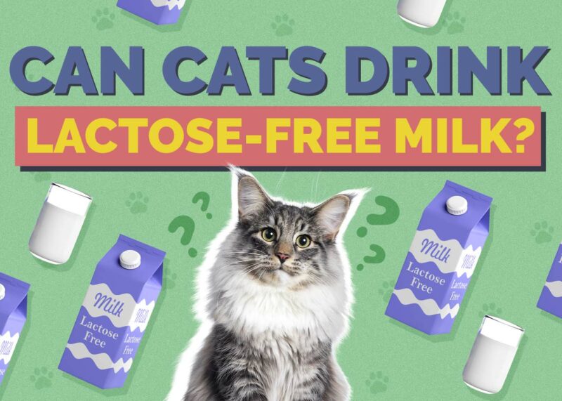 Hepper_Can Cats Drink_Lactose Free Milk 2024