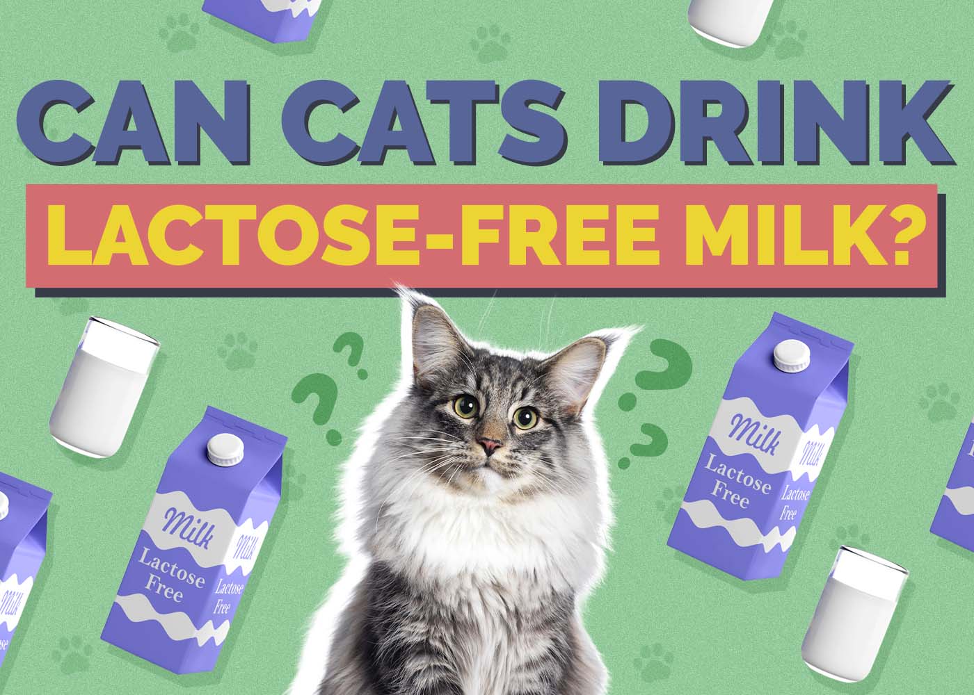 Hepper_Can Cats Drink_Lactose Free Milk 2024
