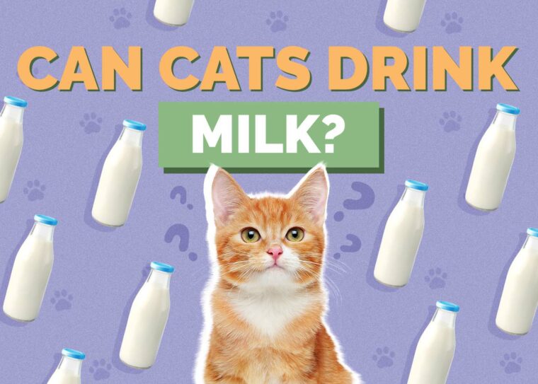 View of Can Cats Drink Milk? Vet-Reviewed Facts, Risks & Precautions | Hepper ...