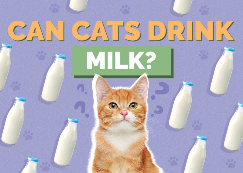 Hepper_Can Cats Drink_Milk 2024