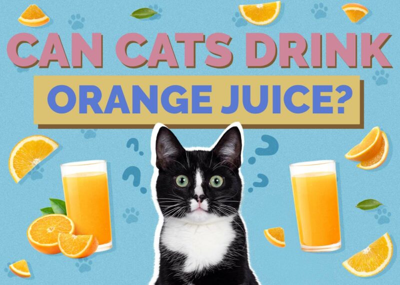 Hepper_Can Cats Drink_Orange Juice 2024