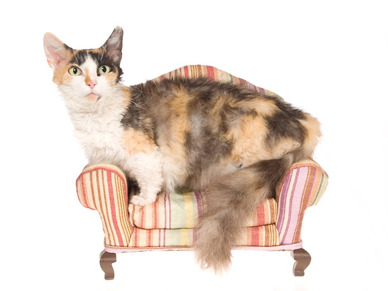 Rare Skookum Cat