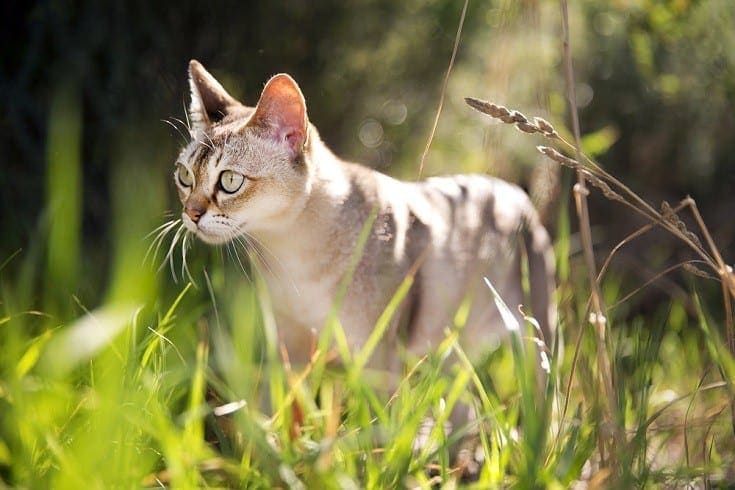Singapura cat
