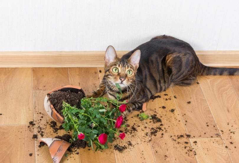 Toyger cat broke flower pot