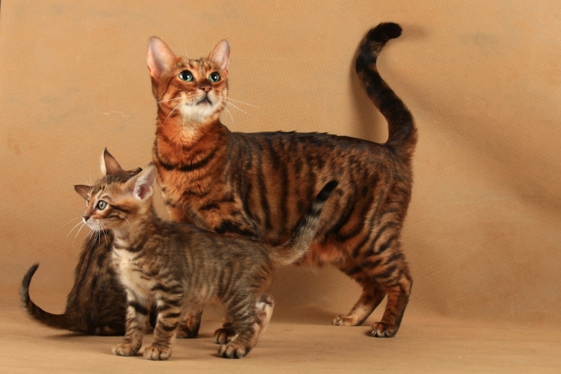 Toyger cat