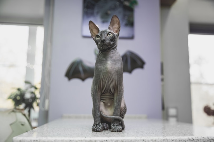 black sphynx cat