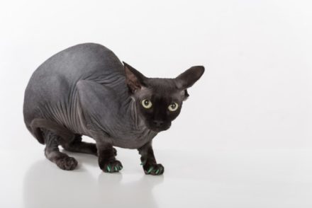 How Much Does a Sphynx Cat Cost? 2026 Price Guide Hepper Pet Resources