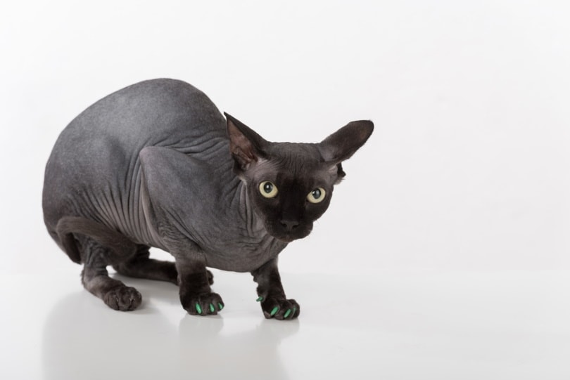 black sphynx cat