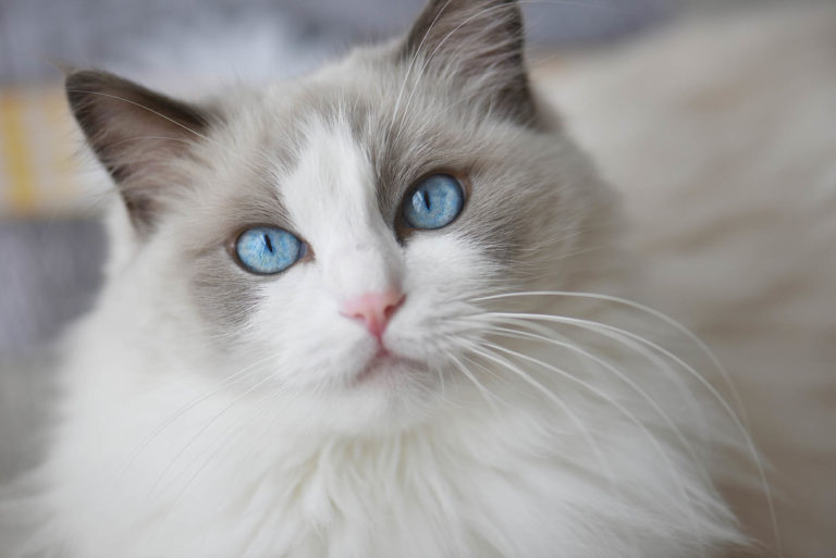 Male vs Female Ragdoll Cats: The Differences (With Pictures) | Hepper ...
