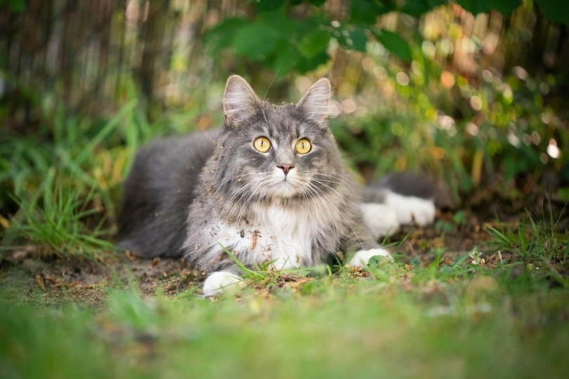 blue maine coon on grass