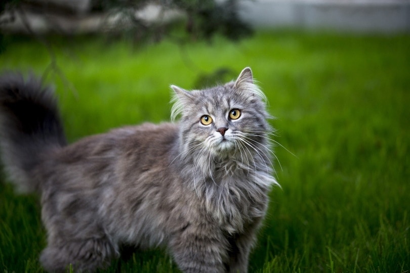blue maine coon