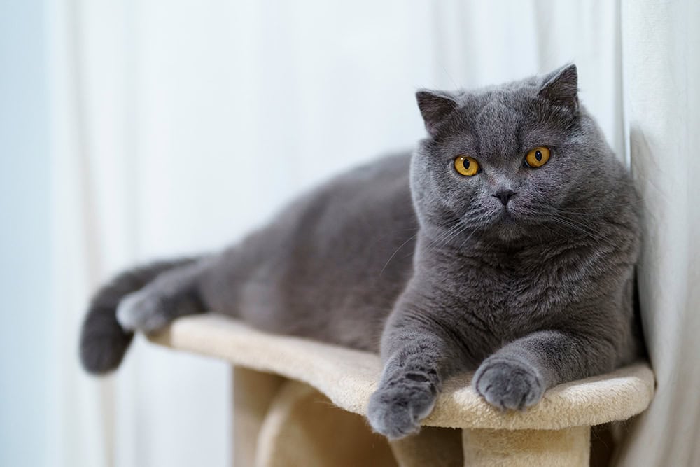 blue scottish fold cat lounging on the cat tree