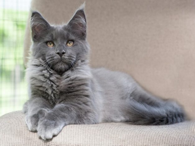 7 Types of Maine Coon Coat Colors (With Pictures) | Hepper Pet Resources